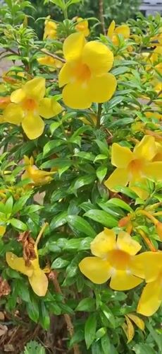Water-dropped yellow flowers documented in Tinaquillo, Venezuela