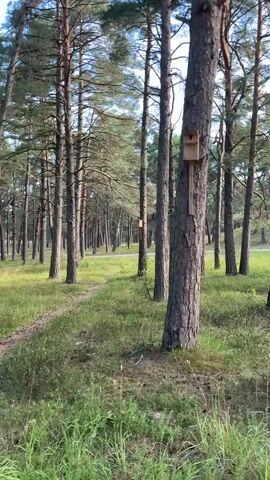 A video shows a path winding through a forest of tall pine trees. The ground is covered in grass and pine needles. Sunlight filters through the trees, creating dappled light on the forest floor. There is a red wooden bench visible in the foreground. The camera moves slowly, as if walking along the path. The overall scene is peaceful and natural.