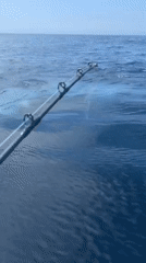 Fishing rod observed over ocean waters near Cataract