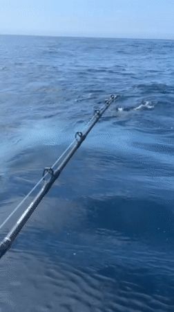 Fishing rod observed over ocean waters near Cataract
