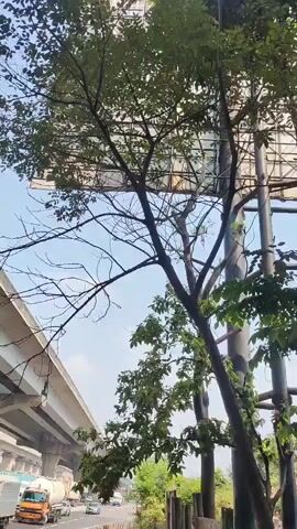 A vertical video shows a roadway with multiple lanes of traffic beneath a large elevated highway structure. Trucks and cars are visible on the road, and trees and foliage line the side of the road. The sky is clear and blue. The video is filmed from a slightly low angle, looking up towards the highway and the trees. There is a person visible in the lower right corner of the frame, facing away from the camera. The person appears to be wearing a hooded jacket. The overall scene suggests a busy urban or suburban environment with significant infrastructure.