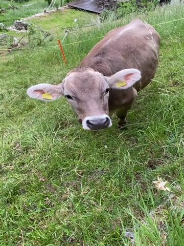 A cow with a bell around its neck is grazing in a lush green pasture. The cow, light brown in color, moves its head up and down as it eats the grass. Yellow ear tags are visible on both of its ears. In the background, there's a gentle slope with more greenery and some distant foliage.