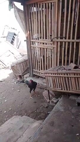 A rooster walks in front of a bamboo enclosure. The enclosure appears to be a coop or shelter for animals. There are wooden crates and other debris scattered around the ground. The scene is outdoors, and the lighting suggests it is daytime.