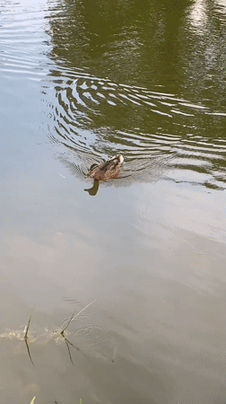 Mallard ducks and still water at a Kolomyia park pond