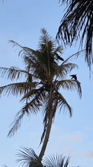 Sunset hours at a tropical beach resort in Peleana, Sri Lanka