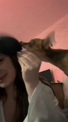 Woman films casual moments with dog in Chaikovsky home