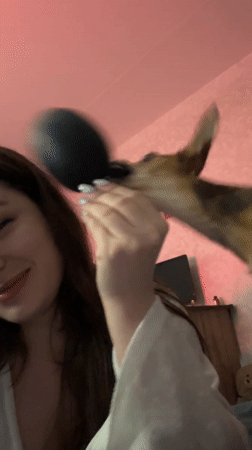 Woman films casual moments with dog in Chaikovsky home