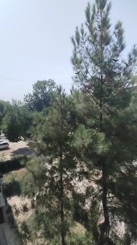 Summer morning in Dushanbe: food, greenery, and street life