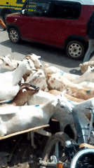 Goat herd crosses busy Nairobi street in morning hours