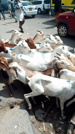 Goat herd crosses busy Nairobi street in morning hours