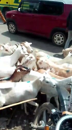 Goat herd crosses busy Nairobi street in morning hours