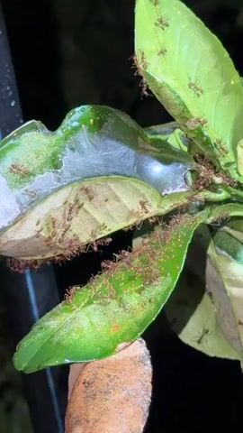 A close-up, low-angle shot focuses on a branch with several green leaves. The leaves appear wet and have a glossy sheen. A large number of small, reddish-brown ants are actively moving across the leaves and the branch. Some leaves are partially folded or connected, suggesting they may be part of an ant nest or shelter. The background is dark and out of focus, indicating a nighttime setting or low-light conditions. There is a faint, possibly artificial, light source reflecting off the wet surfaces of the leaves. The ants are the primary subjects, with their collective movement creating a sense of activity and busyness.