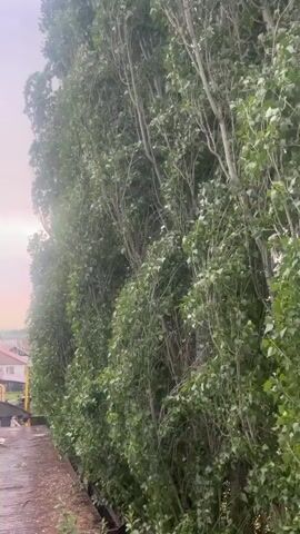 The video begins with a close-up of tall trees with green leaves. The camera then pans right, revealing a partly cloudy sky with some pinkish hues, suggesting either sunrise or sunset. Below the sky, houses with red and brown roofs are visible, along with other trees and vegetation. A flatbed trailer or wagon, possibly a train car, is partially visible in the foreground of this section of the video, with some wooden planks on its surface. The camera continues to pan right, showing more houses and trees. The overall environment appears to be a residential area with a somewhat overcast sky and a visible presence of trees and man-made structures. The footage appears to have been shot from an elevated position, possibly a balcony or higher floor. There are no people visible in the video.