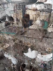 Bird cages with multiple species observed at unknown location