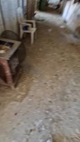 A person's hand reaches into a nest of straw, which is inside the open top of a rusty metal stove. The hand gently picks up one of six white eggs. The stove appears to be in an indoor, rustic setting, with wooden walls and a concrete floor littered with straw.