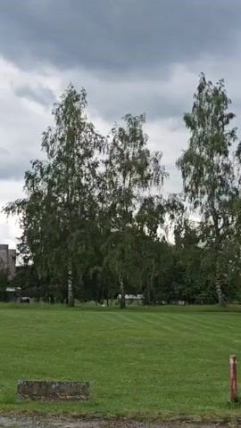 The video pans to the right showing a grassy lawn with a concrete object in the foreground. Further back, there are several birch trees with green leaves, and in the distance, a building with windows and a dark roof. The sky is cloudy and grey.