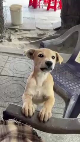 A short video shows a small, light-brown puppy outside a building with red plastic chairs and a white bucket visible in the background. The puppy initially stands on its hind legs, paws resting on the armrest of a blue plastic chair, before sitting on the gray tile floor. The puppy is facing the camera for the duration of the video. The only audio consists of a single bark, possibly from the puppy.