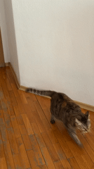 Tabby cat plays with light, rests near flowers in Bulgaria home