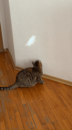 Tabby cat plays with light, rests near flowers in Bulgaria home