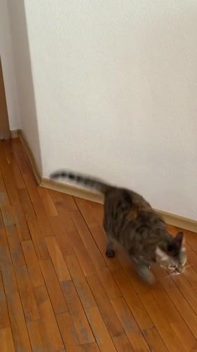Tabby cat plays with light, rests near flowers in Bulgaria home