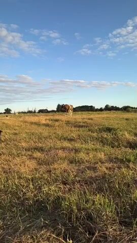 A cow stands in a grassy field under a blue sky with scattered clouds. The grass is dry and golden, indicating it might be late summer or early autumn. In the background, there are trees and some distant structures that appear to be part of a rural settlement. The lighting suggests it is either early morning or late afternoon, with the sun casting long shadows. The cow is brown and white, and it is facing slightly away from the camera, with its head lowered. The video is a still shot with no apparent action or interaction.