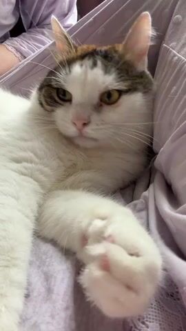 A close-up shot shows a domestic cat lying on a light purple blanket. The cat is mostly white with patches of brown and gray on its head and back. It has green eyes and pink toe beans visible on its front paws. A person's hand enters the frame and gently pets the cat's head and neck. The cat responds by nudging its head against the hand and then opening its mouth as if to bite, but it appears to be a playful or affectionate gesture, as the cat's body language seems relaxed. The background is blurred, suggesting a comfortable indoor setting.