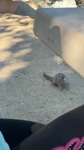 A person wearing a teal t-shirt and black leggings with pink designs is sitting on a concrete bench and looking at a phone. In front of them, on the dirt ground under the bench, a squirrel is visible. The squirrel is facing away from the camera and appears to be eating something. The background consists of trees, rocks, and a body of water. The scene is outdoors with sunlight casting shadows.