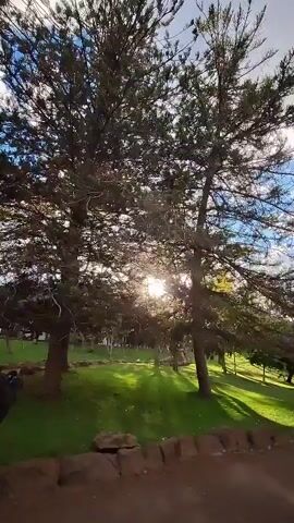 The camera pans up from a low stone wall to a park scene with lush green grass and several large trees. Sunlight streams through the branches of the trees in the foreground, creating shadows on the grass. In the distance, flowering trees with purple and white blooms are visible. A person is walking along a dirt path. The sky is blue with fluffy white clouds.