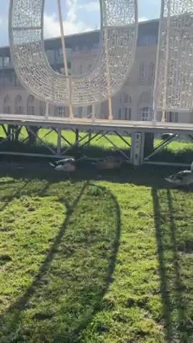 The video shows a large, illuminated sign that says “DORM” on a green lawn in front of a large building. Two ducks are lying on the grass underneath the sign. The sun is shining brightly, and there are some clouds in the sky. The video is taken from a low angle and pans slowly from left to right.