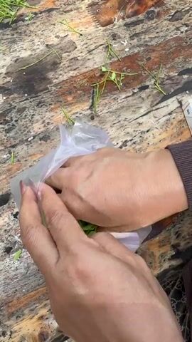 The video shows a close-up of a person's hands sorting through a clear plastic bag filled with green leafy vegetables. The hands are pulling out portions of the vegetables and placing them into another clear plastic bag. The background is a blurred, weathered wooden table surface with some scattered green debris. The timestamp indicates the action is occurring at the beginning of the video. The following frames reveal more of the scene. Two women are visible at a wooden table outdoors, with several clear plastic cups filled with a green liquid lined up on the table. One woman, wearing a white tank top and glasses, appears to be interacting with another woman. The second woman, in a white t-shirt and black shorts, is partially visible on the left. The hands from the initial close-up shot continue to work with the vegetables in plastic bags. The environment appears to be a casual outdoor setting, possibly a beach or a park, with trees and a motorcycle visible in the background. The overall impression is that of preparing food or drinks outdoors.