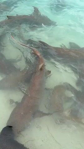 The video shows a group of nurse sharks swimming in shallow, clear water. The sharks are a mix of light brown and darker gray colors. The bottom of the water is sandy and visible. The sharks move around each other, their fins occasionally breaking the surface of the water.