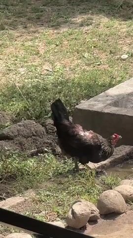 A dark-feathered chicken with a red comb is standing near a concrete structure and a puddle of water. The chicken is facing to the right, with its body angled towards the viewer's left. Its feathers are ruffled in some areas, particularly on its back. The ground is covered in dry grass and dirt. There are several rounded stones in the foreground, and a dark metal railing runs along the bottom of the frame. The scene appears to be outdoors in daylight.