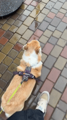 Late night dog walk observed in Krasnoyarsk