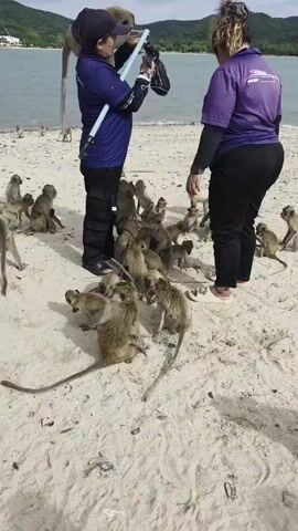 In Bang Sare, Thailand, two people are interacting with a large group of monkeys on a sandy beach. The person on the left, wearing a blue shirt and black pants, is holding a long pole with what appears to be a camera attachment, possibly feeding or observing the monkeys. A monkey is perched on their shoulder, reaching towards the pole. To the right, another person in a purple shirt and black pants watches the scene.

The beach is crowded with many monkeys of various sizes, some gathered around the person with the pole, others scattered across the sand. The setting is a beach with calm water in the background and a hilly, vegetated coastline in the distance. The sky is partly cloudy, suggesting it might be daytime, likely mid-morning or afternoon. The overall atmosphere appears to be one of interaction and feeding, with the monkeys showing interest in the person and the pole. There are no visible text elements in the media file.