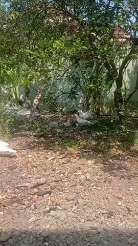 The video shows a ground-level view of a yard with several white ducks. A large tree with green leaves dominates the background, casting shadows on the ground. The ground is covered in dirt, small rocks, and some dry leaves. In the center of the frame, under the tree, a few ducks are clustered together. To the left, another white duck is walking across the frame from left to right. The overall lighting suggests a sunny day.