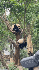 Young pandas rest and play in tree, Chenghua District