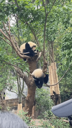 Young pandas rest and play in tree, Chenghua District