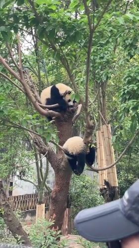 Young pandas rest and play in tree, Chenghua District