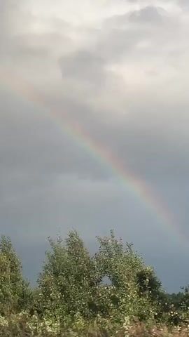 The video shows a rainbow arcing across a cloudy sky. In the foreground, there is a line of trees and some pink flowers. The camera is moving, as evidenced by the slight blur in the foreground.
