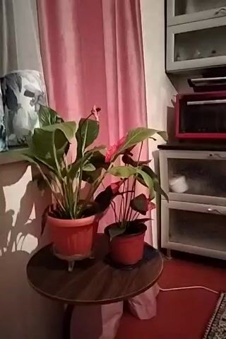 This media file captures a still life arrangement of two potted plants, a larger one with broad green leaves in an orange pot and a smaller one with darker green leaves and pink flowers in a red pot, placed on a round wooden table. The scene is indoors, with a pink curtain forming the backdrop. To the right of the table, a white cabinet with glass doors and a red mini oven are visible, suggesting a domestic setting, possibly a kitchen or living area. A patterned lampshade is partially visible on the left side of the frame. The lighting appears to be artificial, casting shadows on the wall behind the plants. There is no visible text in the media. The overall mood is calm and domestic, highlighting the simple beauty of the houseplants. The timestamp suggests the video is very short, focusing on this static arrangement. The location context indicates this scene is in "Şu, Kazakhstan," placing the domestic setting within that geographical region.