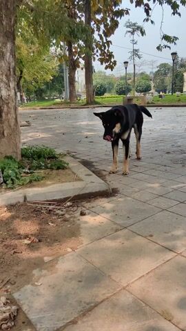 A black and tan dog stands on a gray tile walkway in a park. The dog is panting with its tongue sticking out. The park has green grass, trees, and lamp posts.