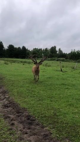 A stag with large antlers walks across a grassy field toward the camera. The sky is overcast. Trees are visible in the background. Mud is visible on the left side of the frame.