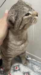 Person shares quiet moment with tabby cat in Russia