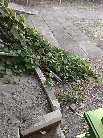 The video pans across a pile of dirt and rocks with a large pile of green vines and leaves spilling over it. The vines appear to be attached to a thin, light-colored pole or support structure. The vines are lush and dense, with large, lobed leaves. Some of the vines are draped over a concrete structure, possibly a planter or border. In the background, a paved pathway can be seen, with some dry leaves scattered on the ground. The overall scene suggests an outdoor area, possibly a garden or yard, where the vines have grown over a structure and spilled onto the surrounding ground. There are no people or animals visible in the video.