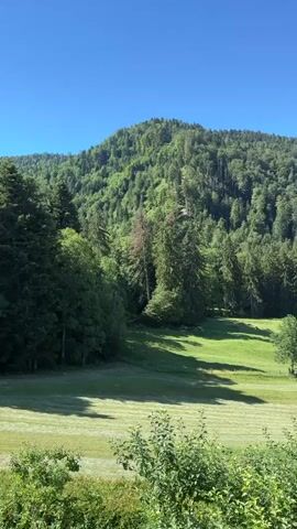 The video displays a clear blue sky above a verdant, tree-covered mountain. In the foreground, a grassy field is visible, with some areas appearing recently mowed. Tall evergreen trees are interspersed with deciduous trees. The overall scene is a natural landscape, likely a rural or mountainous area. There are no people or discernible objects other than the natural elements present in the scene. The camera appears to be stationary, capturing a static view of the landscape.