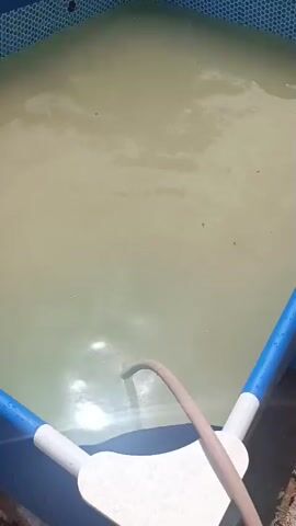 The video shows an above-ground swimming pool filled with murky, discolored water. A grey hose is submerged in the water, with its end appearing to be the source of a disturbance or circulation within the pool. The pool is framed by a blue liner and supported by white poles. The surrounding environment is outdoors and appears somewhat unkempt, with visible vegetation and what looks like a corrugated metal structure in the background. The lighting suggests it is daytime.
