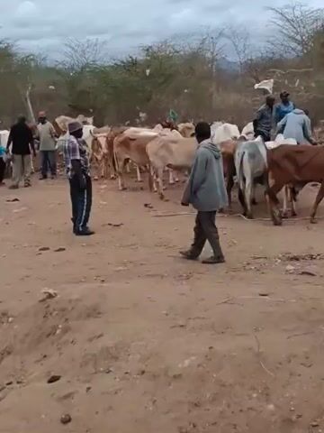 A group of people are gathered in a dusty, outdoor area, seemingly at a livestock market. Several cows and some goats are present, some tethered and others milling about. Men, dressed in casual clothing and some wearing hats, are interacting with the animals and each other. Some appear to be inspecting the animals, while others are standing in conversation. The environment is dry and somewhat arid, with sparse vegetation and a cloudy sky. The overall impression is of an active, albeit informal, marketplace for livestock.