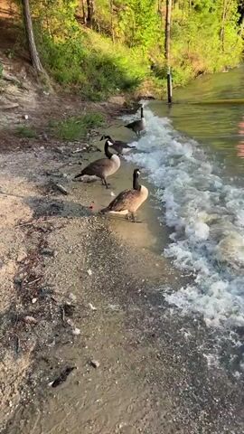 A flock of Canada geese stands on a sandy shoreline next to a body of water. The geese are mostly facing the water, with some dipping their heads as if to drink or forage. The water is slightly choppy, with small waves lapping at the shore. The background consists of a wooded area with trees and green foliage. The lighting suggests it is late afternoon or early evening, with the sun casting a warm glow. There is some debris on the shoreline, including small rocks and twigs. A red object, possibly a piece of trash, is visible near the geese.