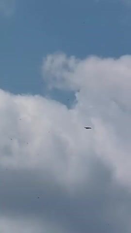 A dark object appears to be flying in a blue sky with white clouds. The object is small and indistinct. It is seen against a backdrop of white clouds and blue sky, with some dark green foliage visible at the bottom of the frame. The object is in the center of the frame, and appears to be moving horizontally.