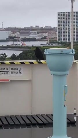 A black bird is perched on a railing with yellow and black striped warning tape. The bird is facing to the left. Behind the bird is a city skyline with buildings and trees. To the right of the bird is a light blue cylindrical object with a bowl-shaped top. The railing has markings indicating measurements in meters and feet. The sky is overcast.